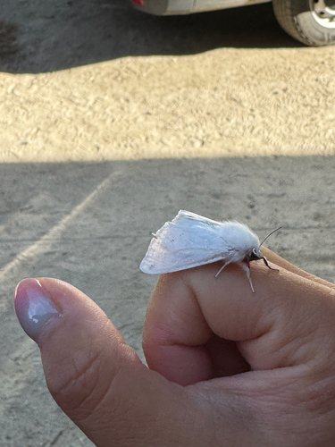 iNaturalist observation photo of Vestal Tiger Moth