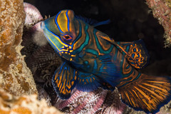 Synchiropus splendidus