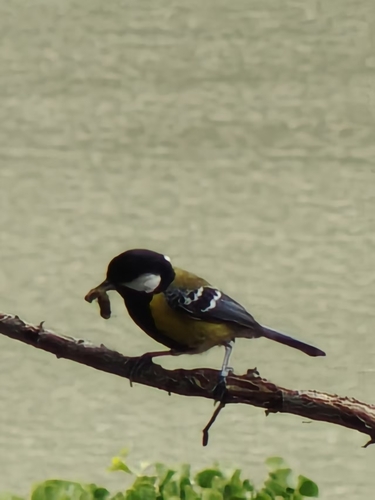 Green-backed Tit
