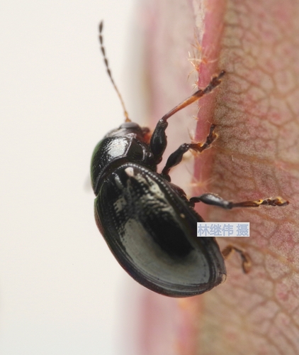 Cleoporus, 2026-05-20