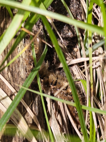 Oak Eggar