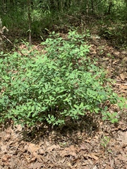 Baptisia nuttalliana
