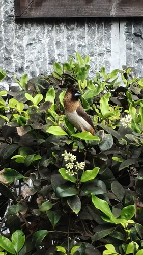 White-rumped Munia