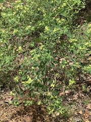Baptisia nuttalliana