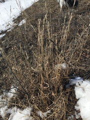Bromus pumpellianus