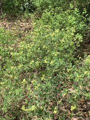 Baptisia nuttalliana