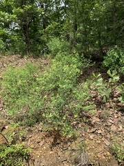 Baptisia nuttalliana