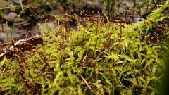 Sciuro-hypnum starkei