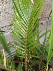 Phoenix acaulis