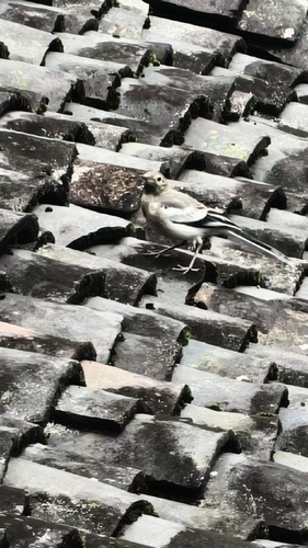 White Wagtail