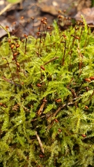 Sciuro-hypnum starkei