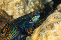 Synchiropus splendidus