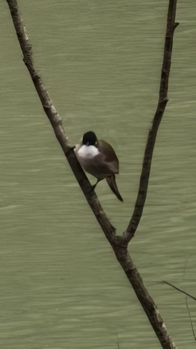 Brown-breasted Bulbul