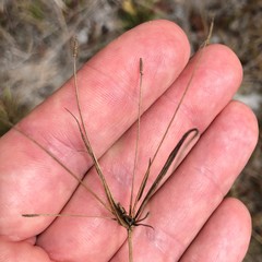 Cyperus retrorsus image