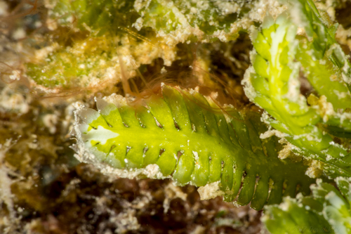 Caulerpa taxifolia observed 2017-03-19