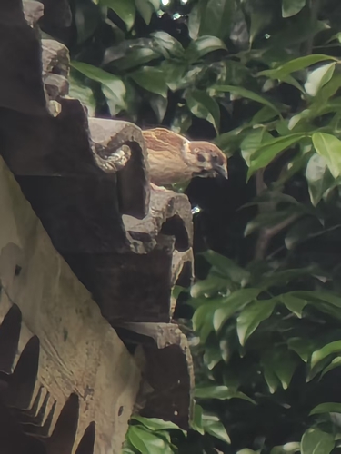 Eurasian Tree Sparrow