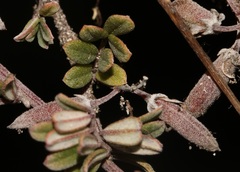 Indigofera bisacculata