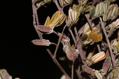 Indigofera bisacculata