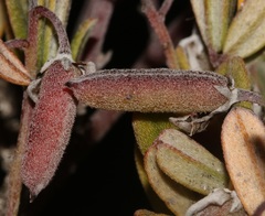 Indigofera bisacculata