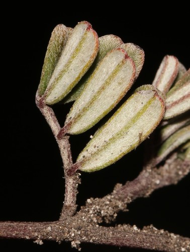 Image of Indigofera bisacculata by (c) Brian du Preez, some rights reserved (CC BY-SA)