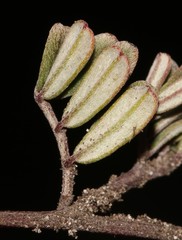 Indigofera bisacculata