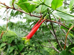 Lisianthius axillaris