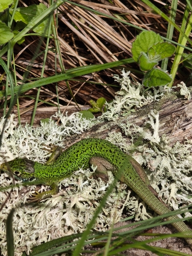 Western Green Lizard