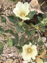 Mentzelia tricuspis