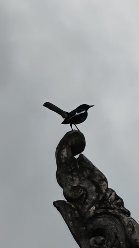Oriental Magpie-Robin