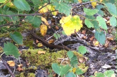 Vipera aspis zinnikeri