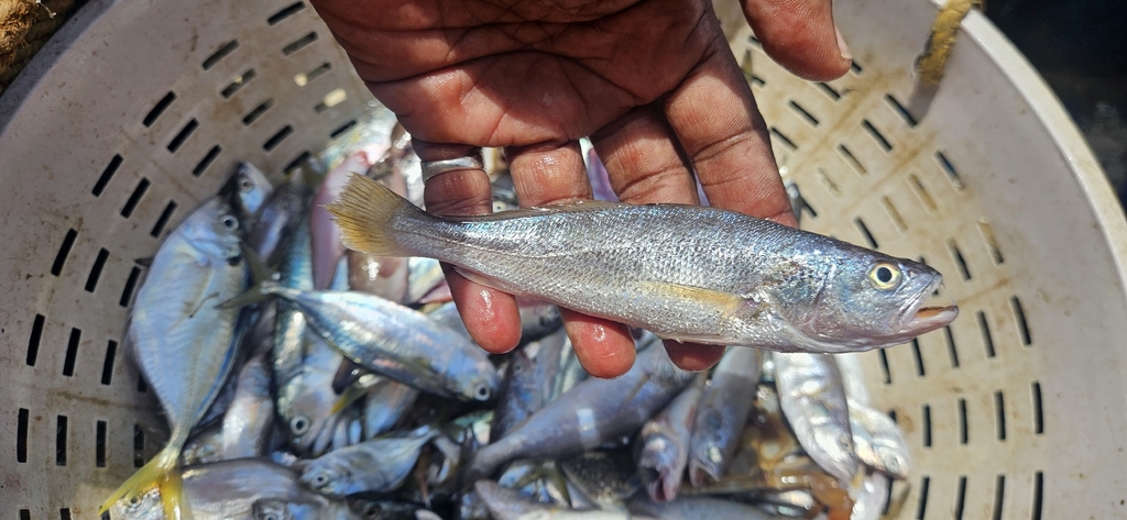Croaker (Otolithes ruber) — Sciaenidae