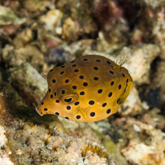 Ostracion cubicum