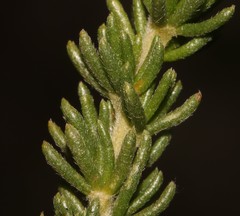 Aspalathus forbesii