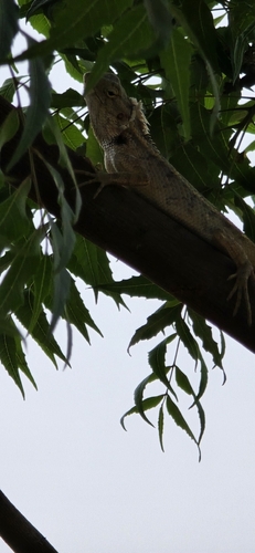 Indian Garden Lizard