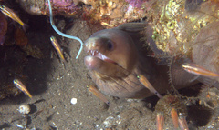 Gymnothorax monochrous