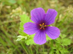 Erodium texanum