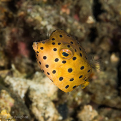 Ostracion cubicum