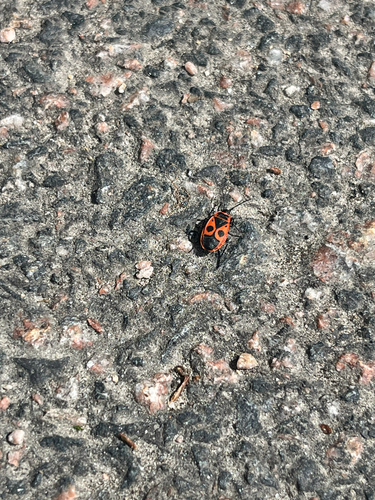 European Firebug