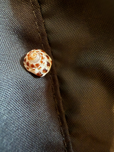 Morula uva, 2026-05-21