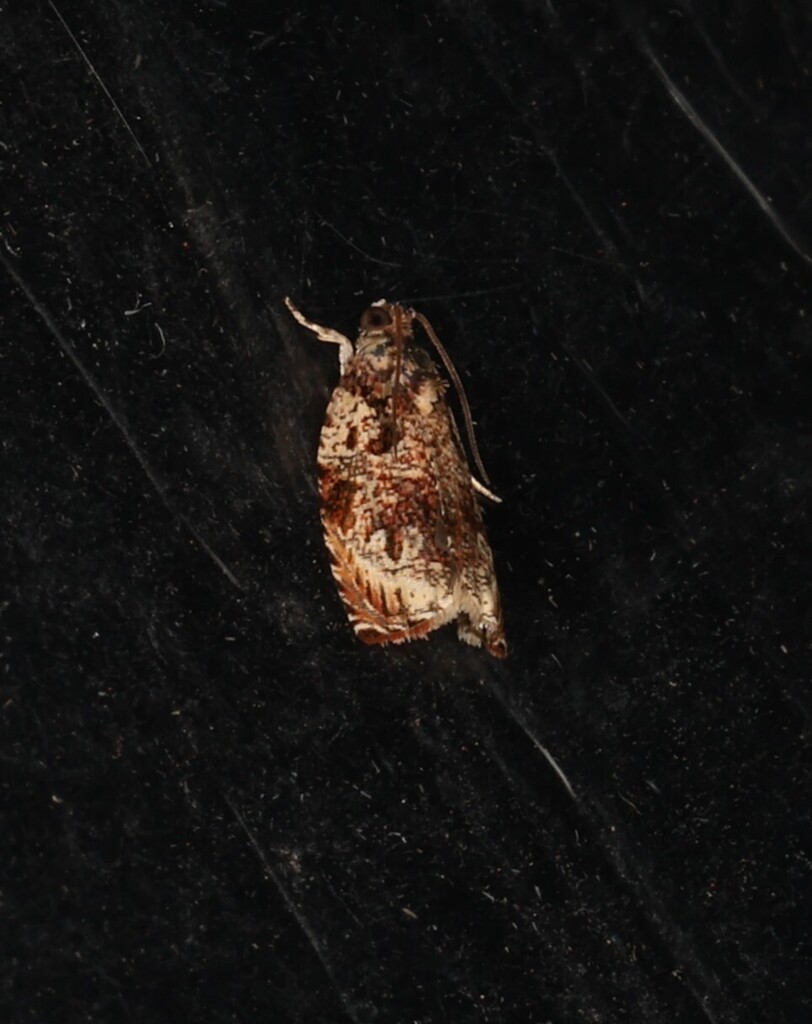 Sycacantha symplecta