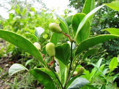 Crossopetalum gaumeri
