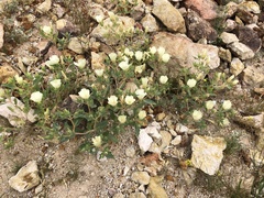 Mentzelia tricuspis
