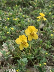Senna pumilio