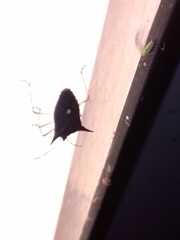 Proxys albopunctulatus