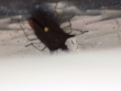 Proxys albopunctulatus