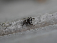 Metaphidippus manni