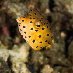 Ostracion cubicum