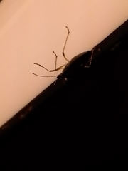 Proxys albopunctulatus