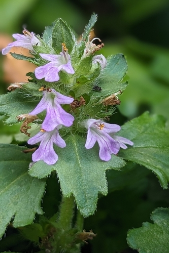 Ajuga dictyocarpa iNat (1)