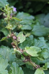 Ajuga dictyocarpa, photograph (c) 許文俊, some rights reserved (CC BY-SA)